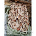 Top Produzent Gefrorene Squid Todarodes Pacificus 80-120g